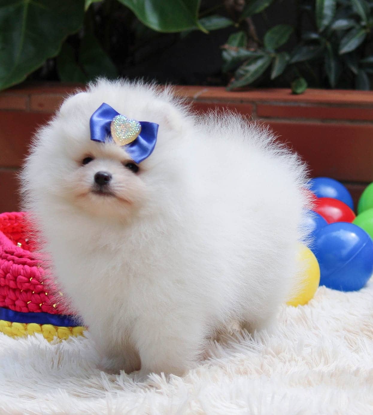 lulu de pomerania