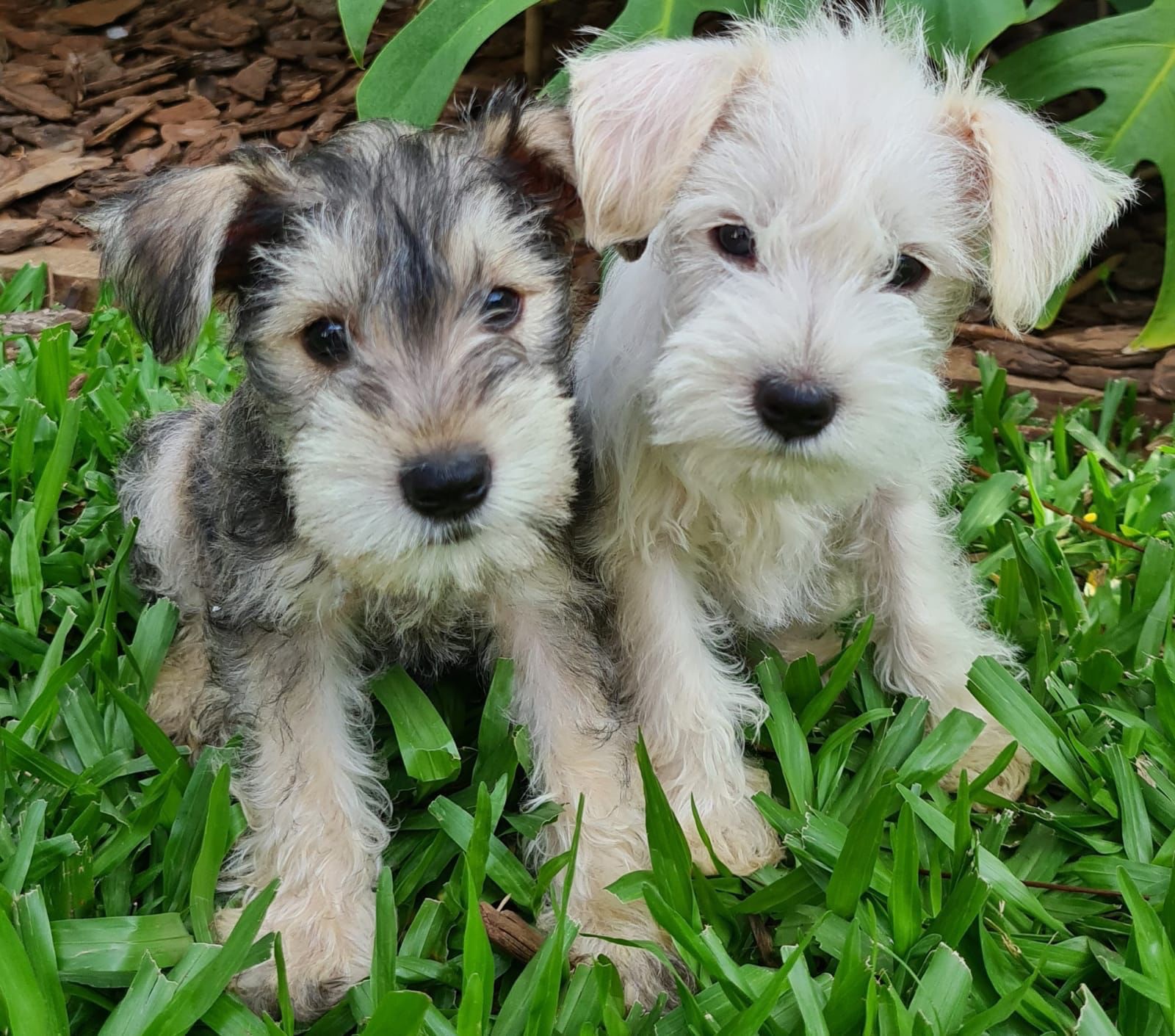 schnauzer machos y hembras