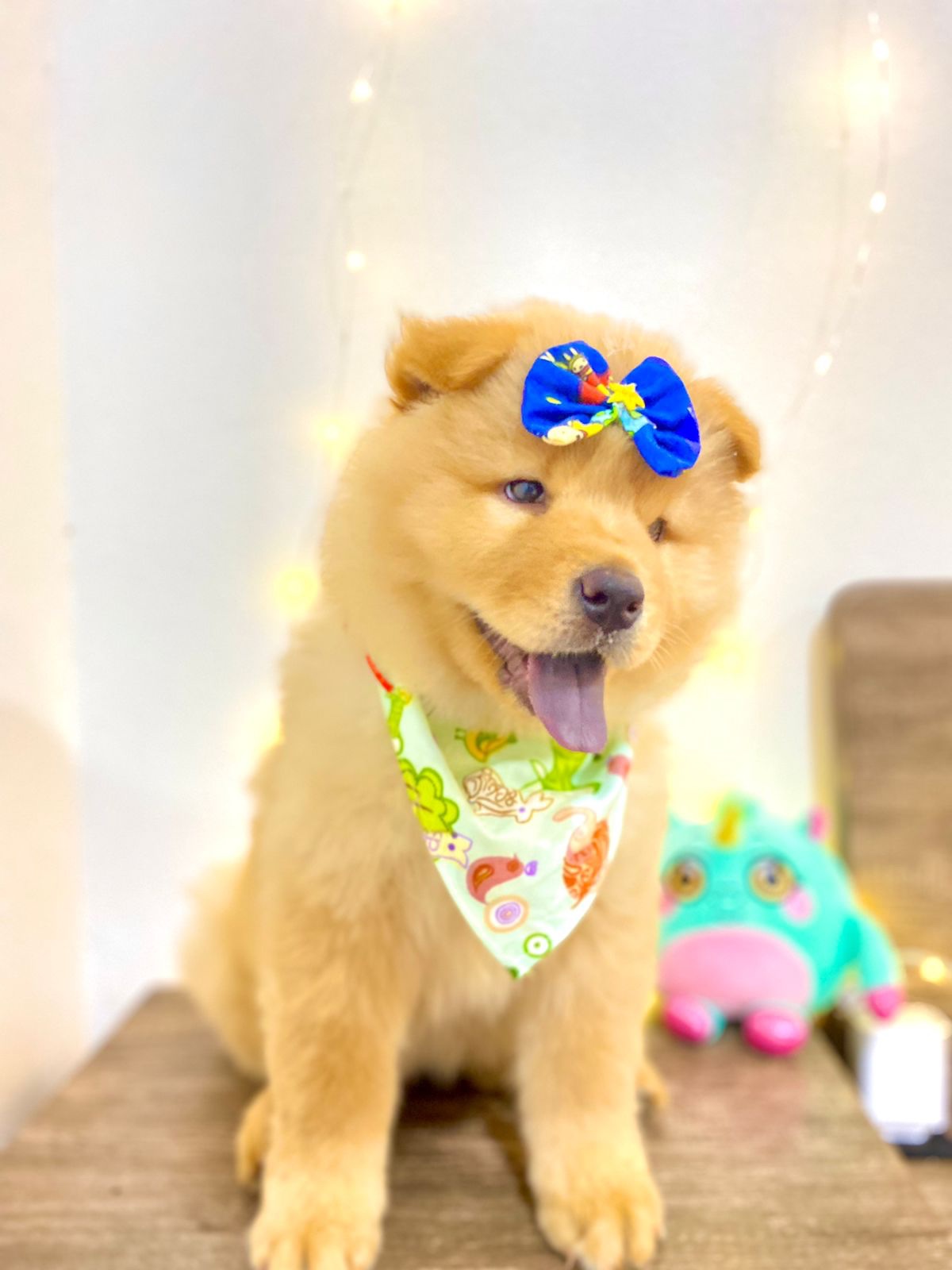 chow chow hembra