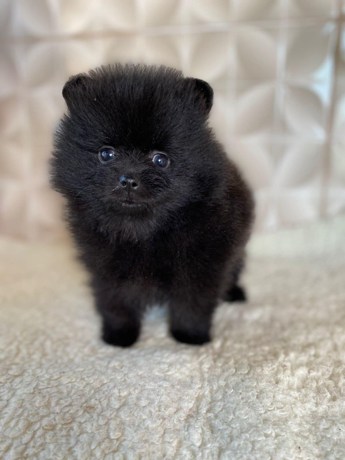 lulu de pomerania