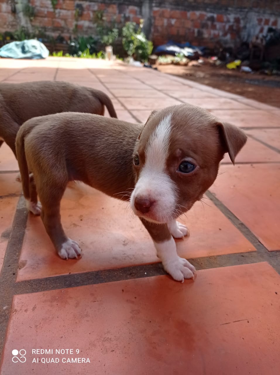pitbull