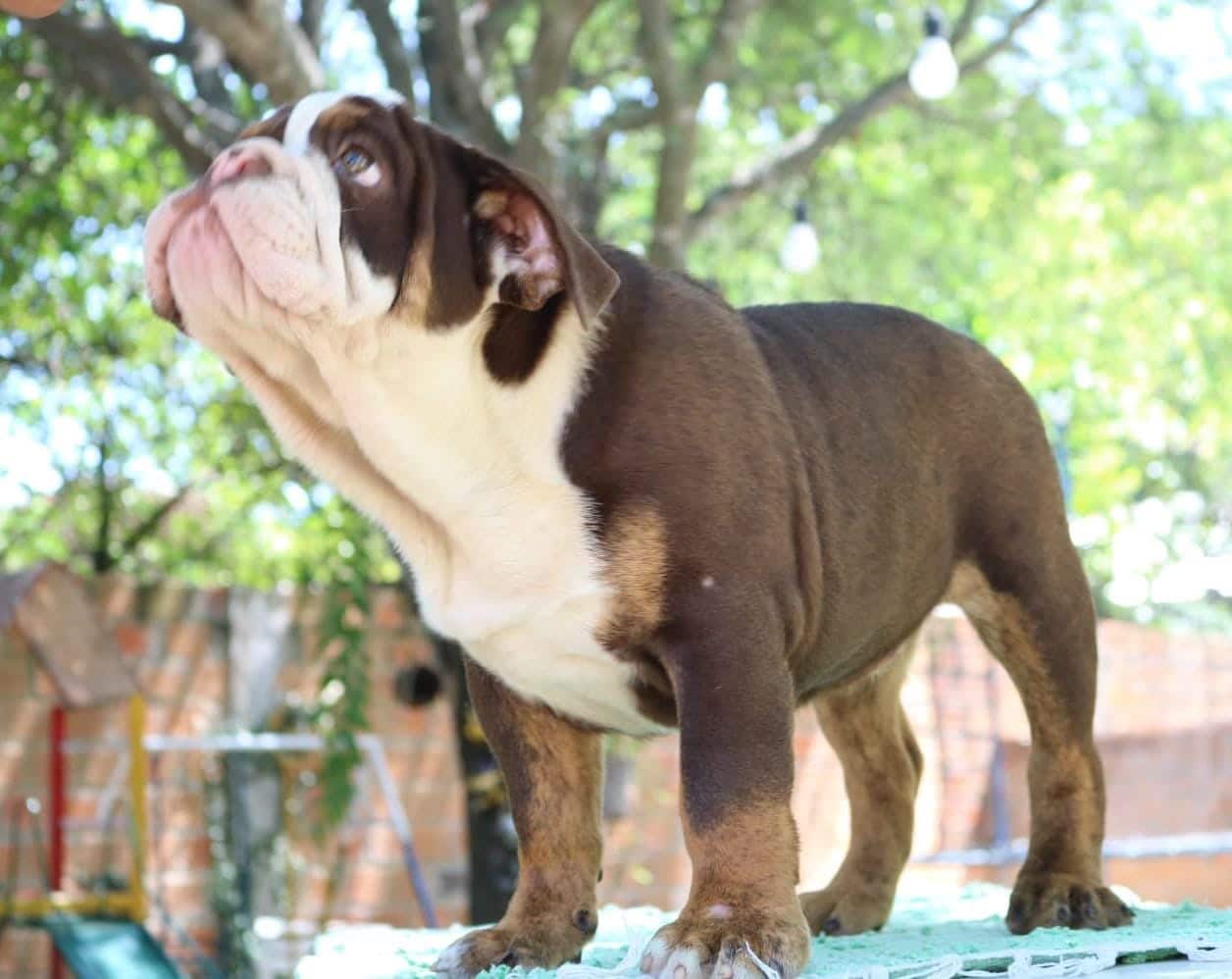 bulldog inglés
