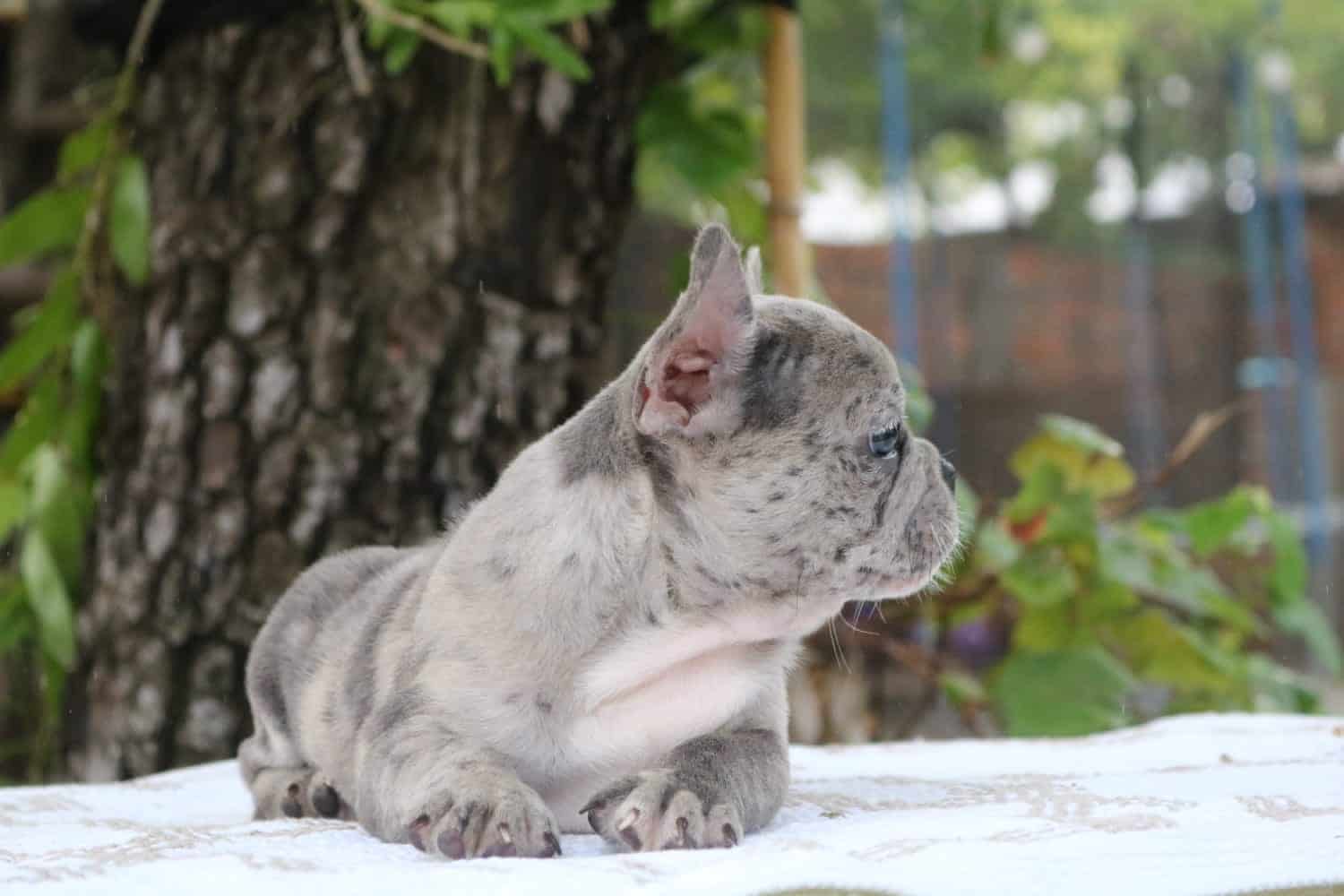 bulldog francés lilac merle
