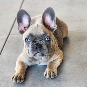 bulldog francés lilac