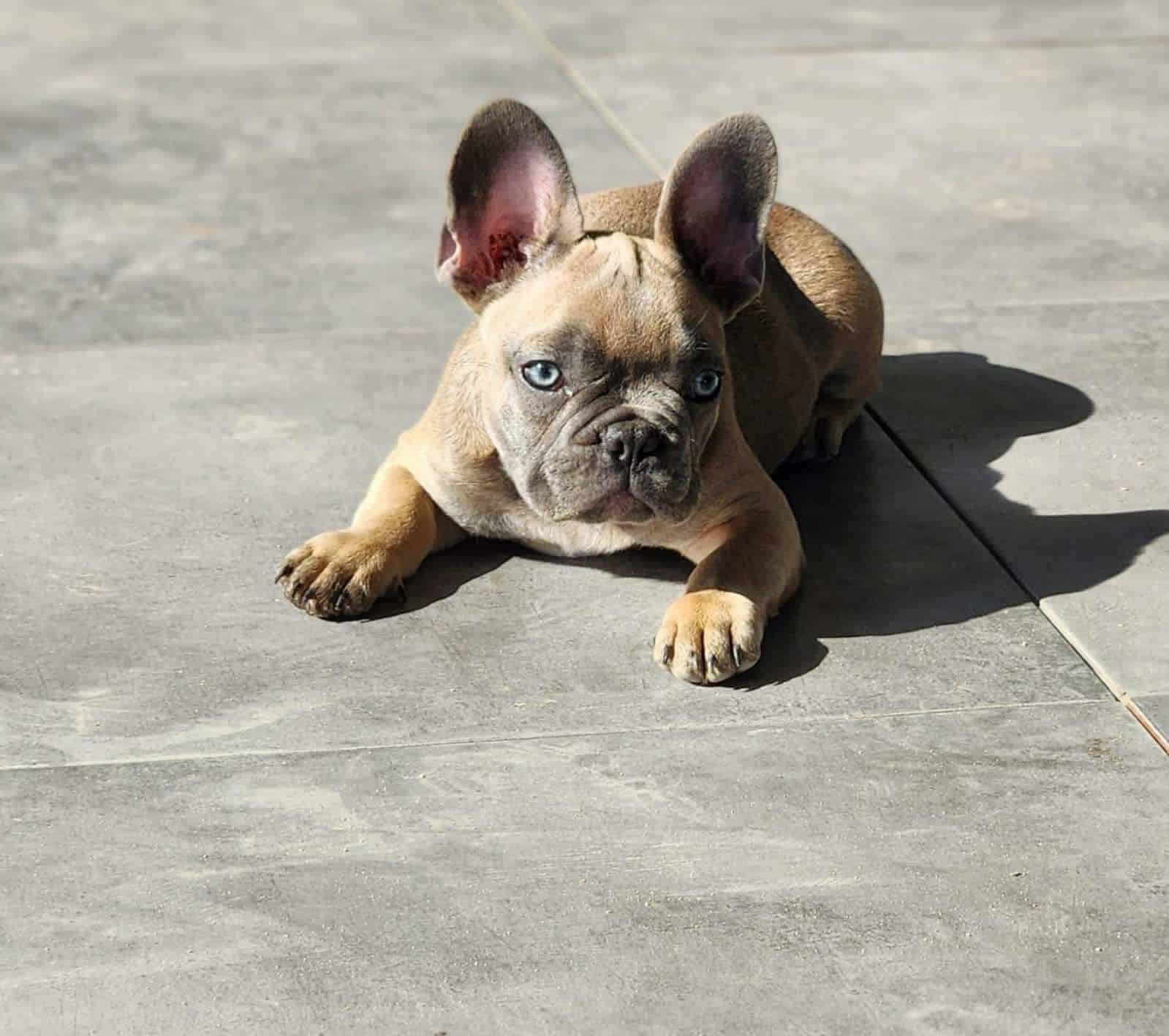 bulldog francés lilac
