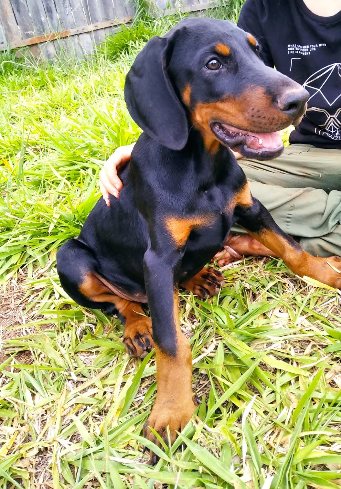 dobermann machos y hembras