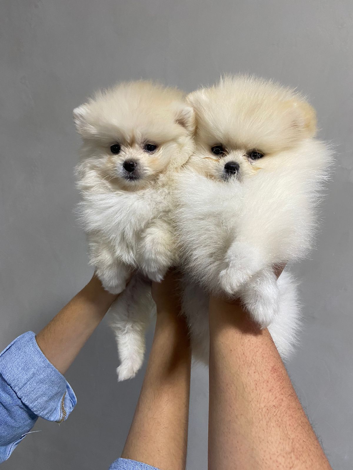lulú de pomerania macho blanco