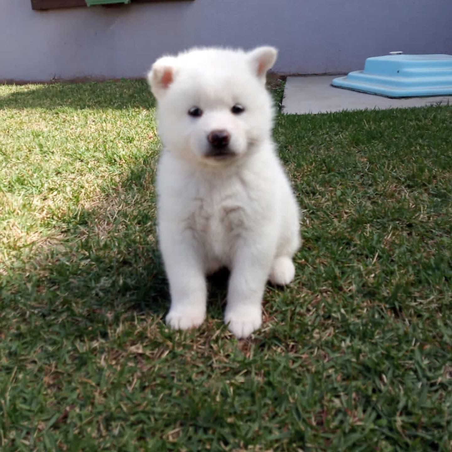 akita inu macho blanco