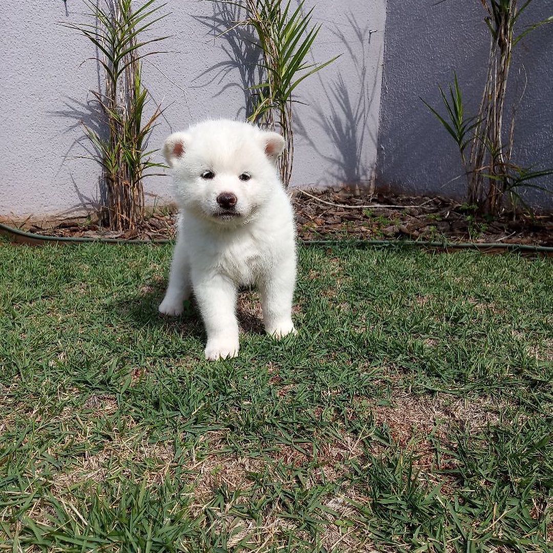 akita inu macho blanco