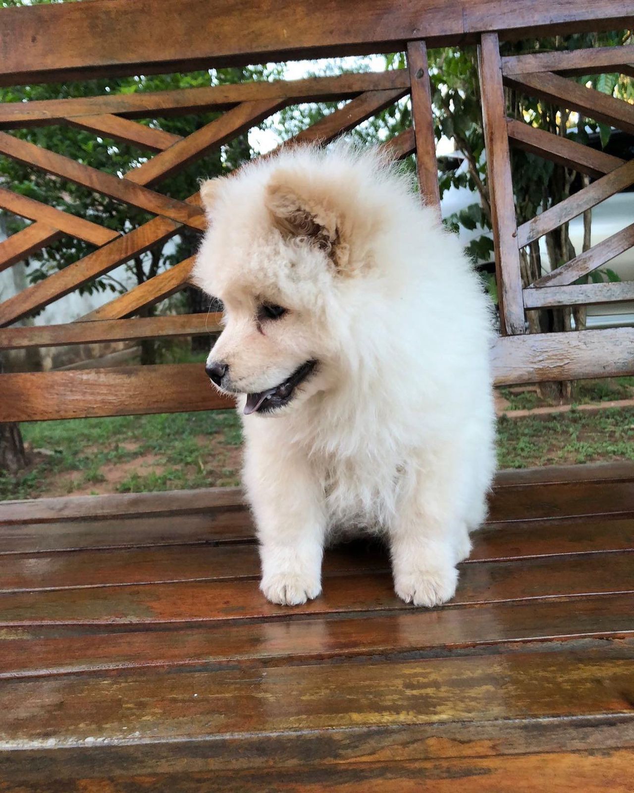 chow chow crema machos y hembras