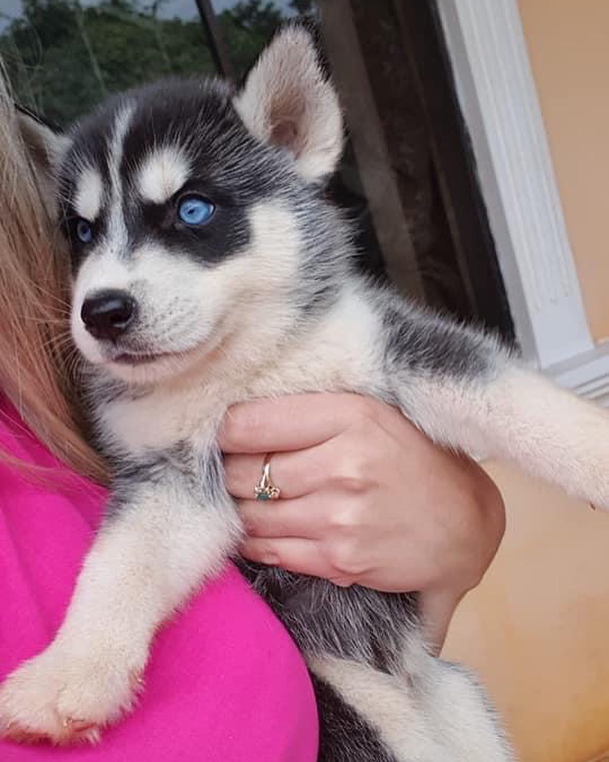 husky siberiano