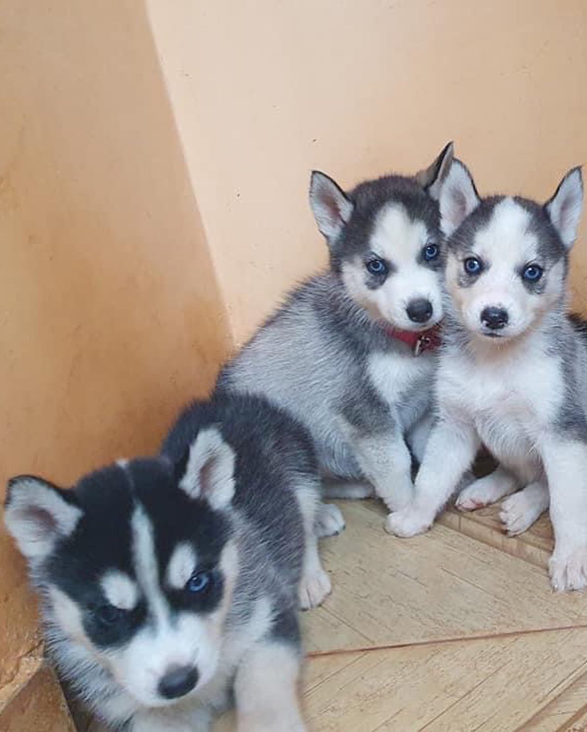 husky siberiano