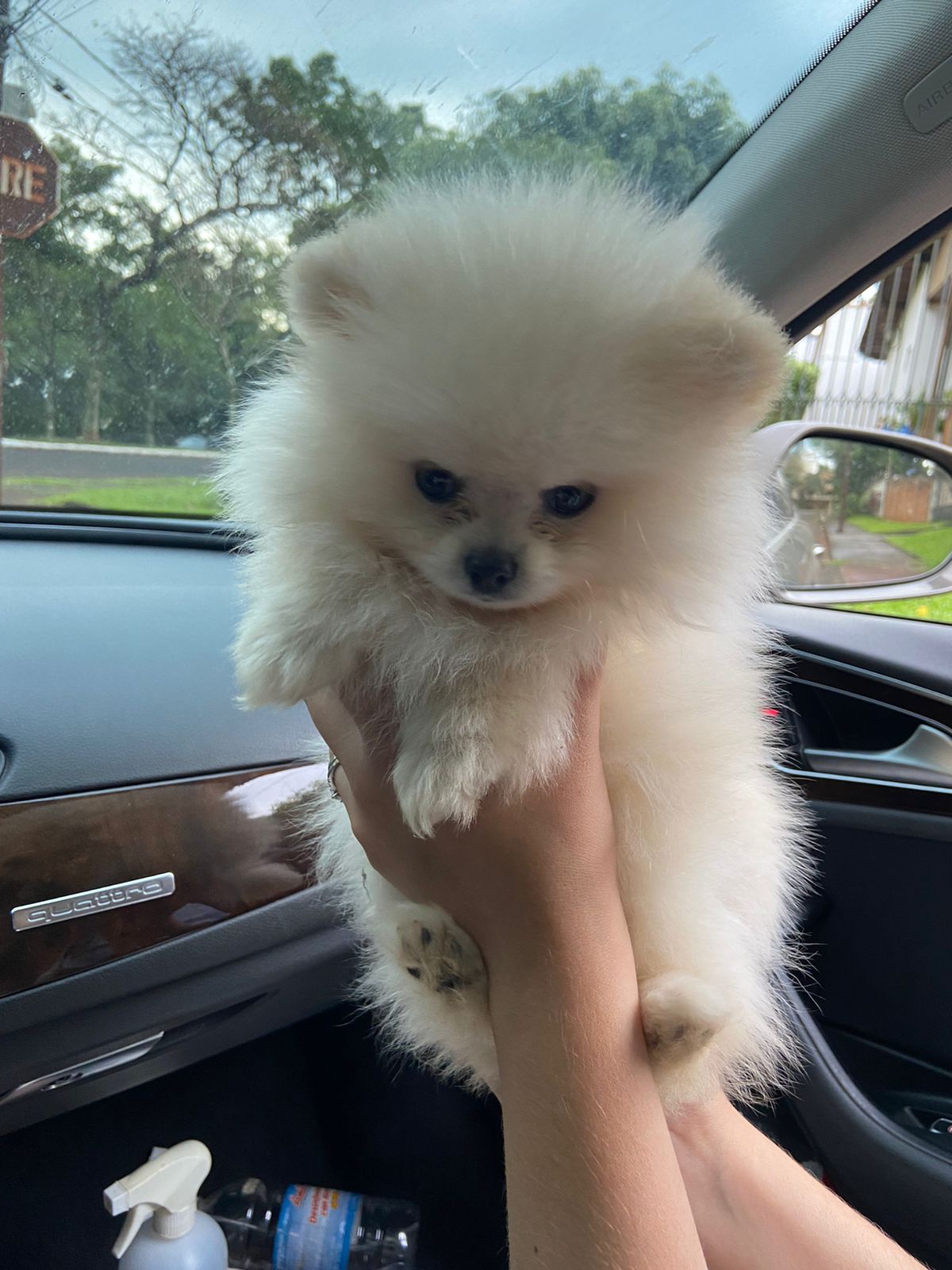lulú de pomerania macho blanco