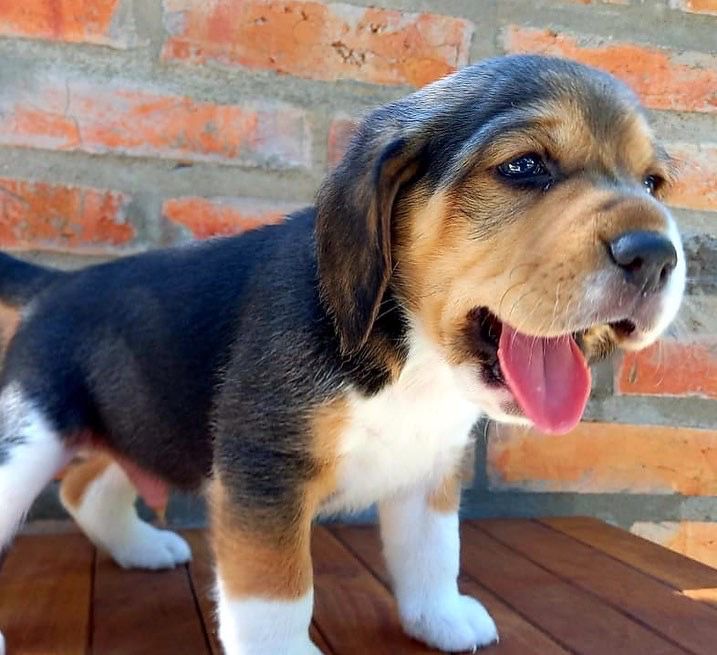 beagle