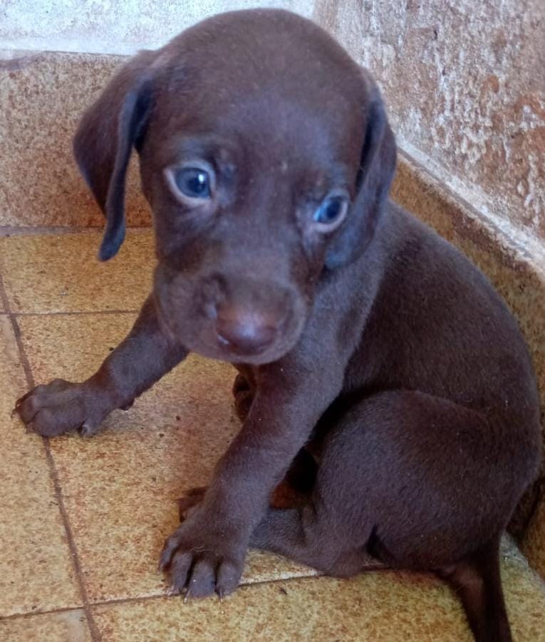 weimaraner macho y hembra