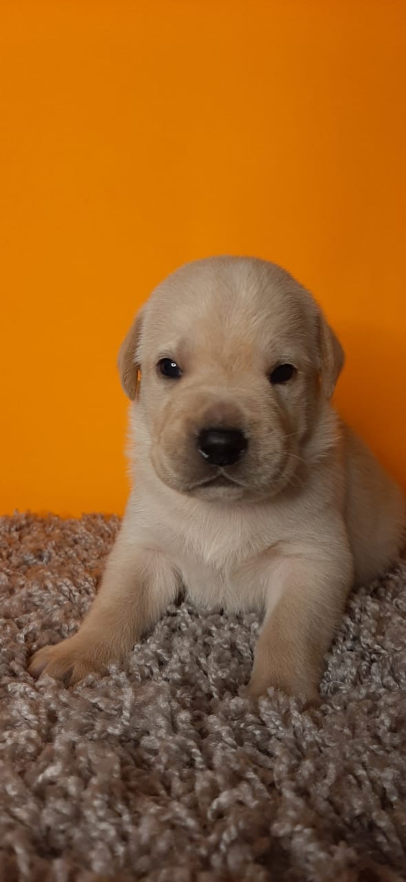 labrador machos y hembras