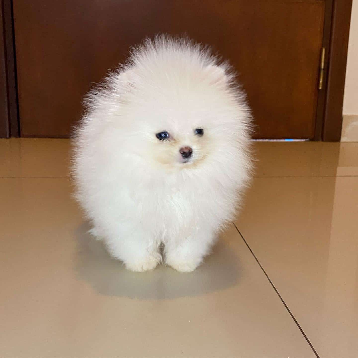 lulu de pomerania mini