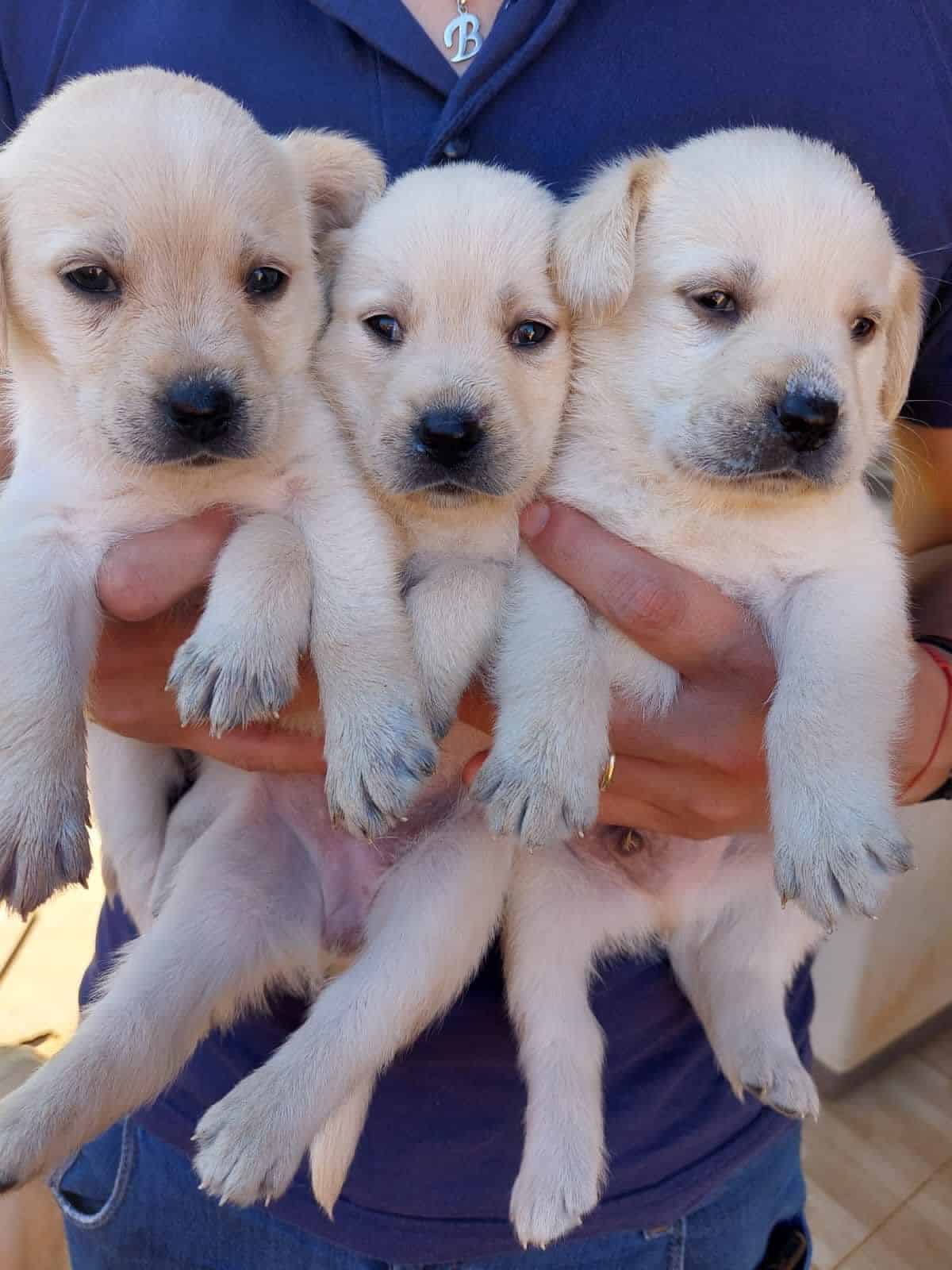 labrador machos y hembras
