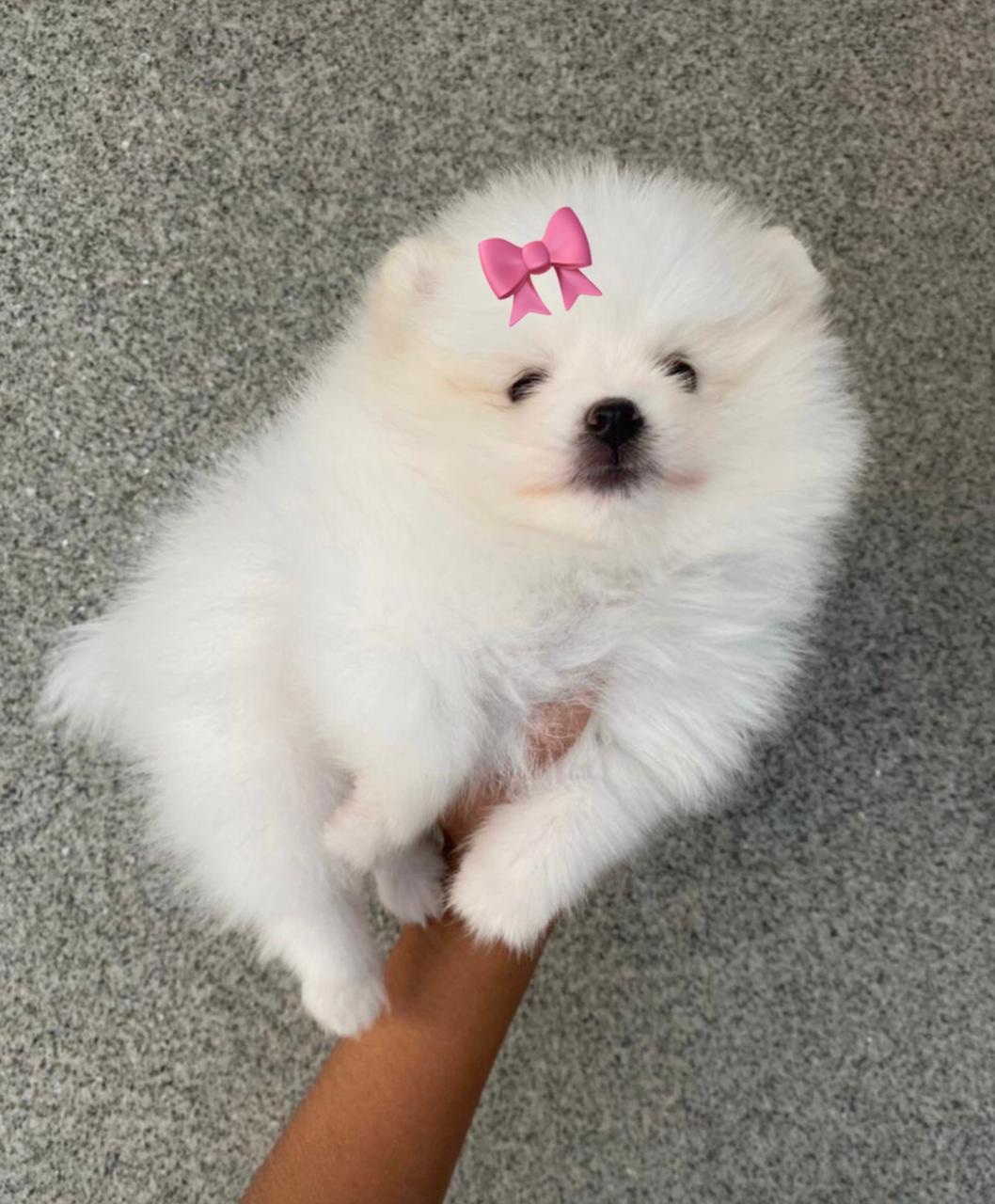 lulú de pomerania hembra blanca