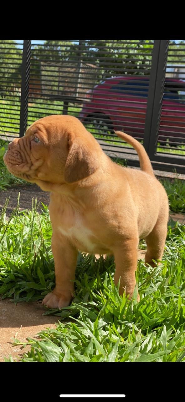 dogo de burdeos