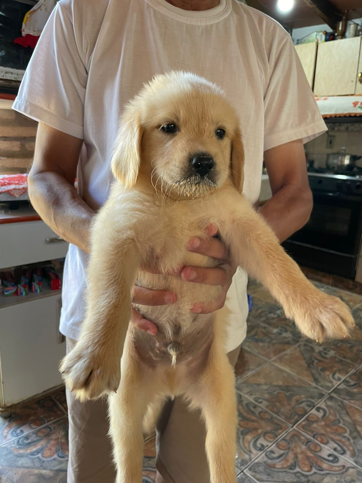 golden retriever machos y hembras
