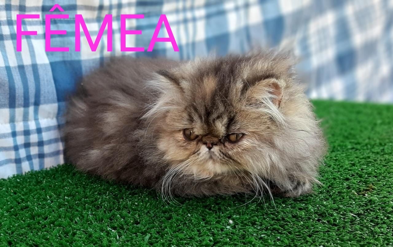 gato persa hembra