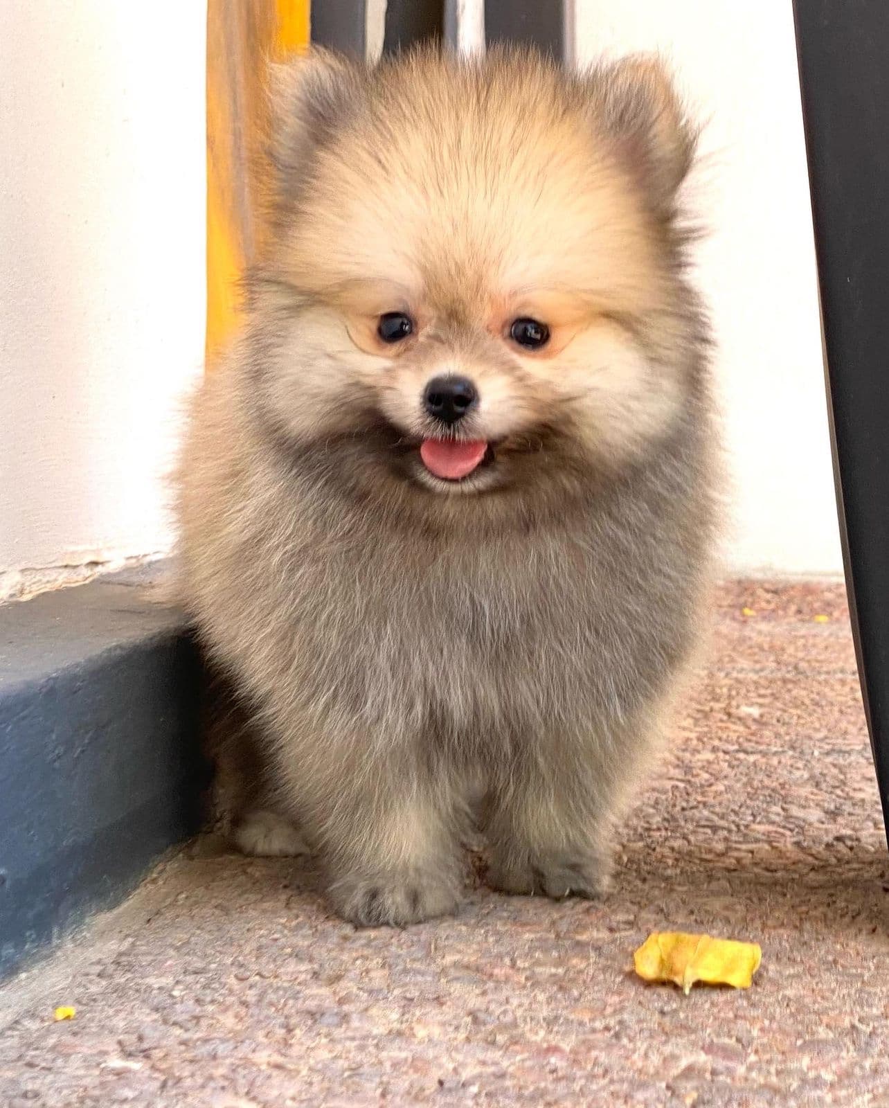 lulu de pomerania