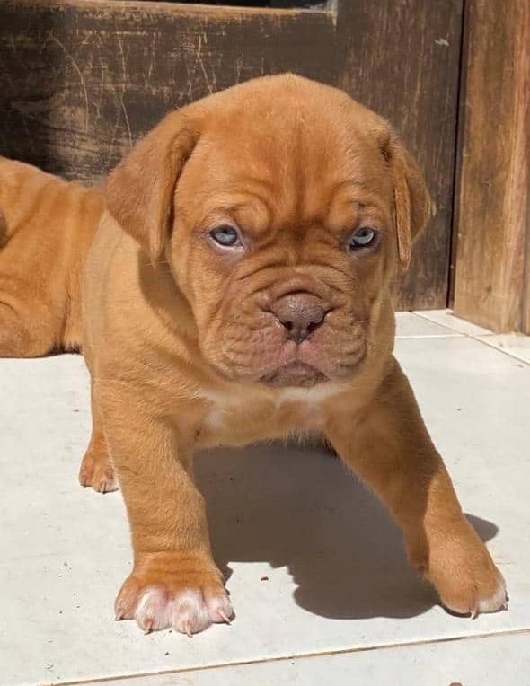 dogo de burdeos