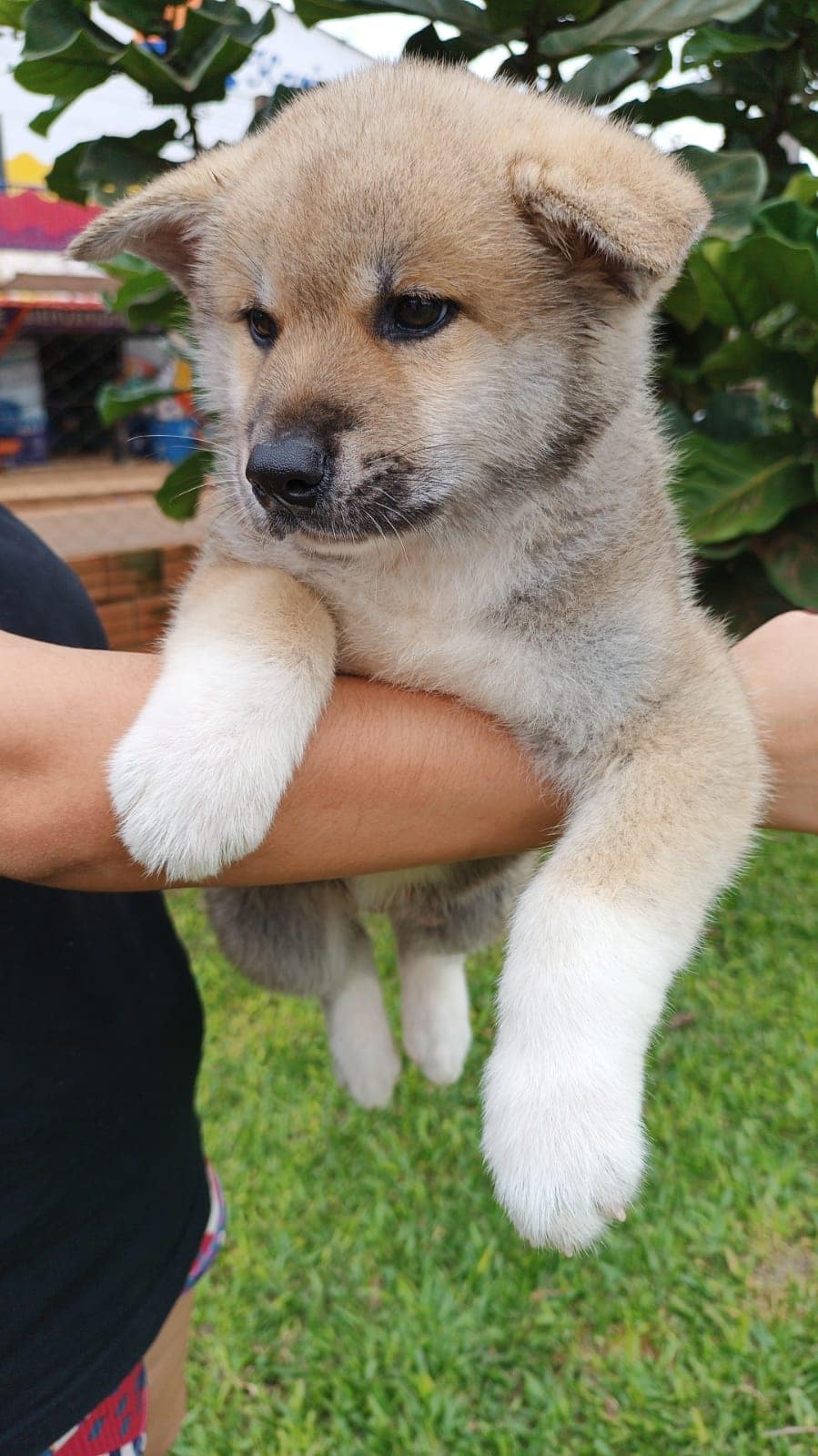 akita inu macho rojo