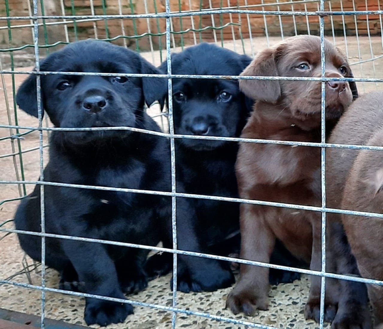 labrador machos y hembras
