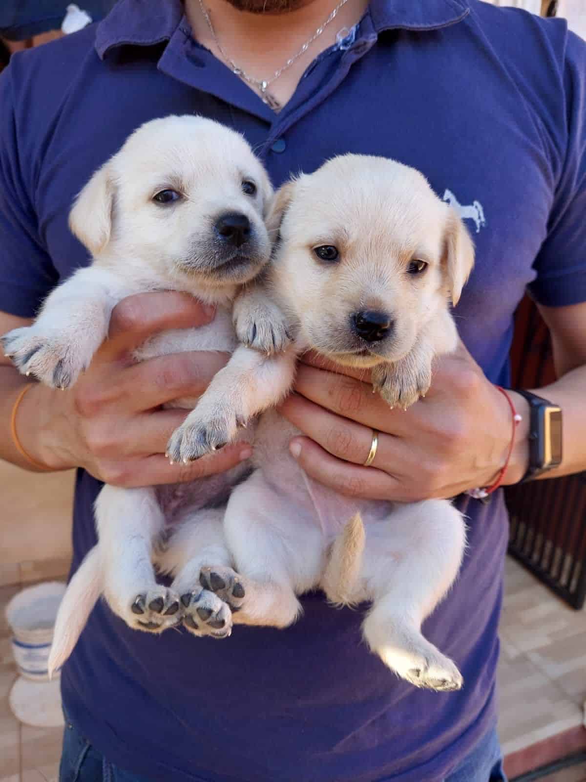 labrador machos y hembras