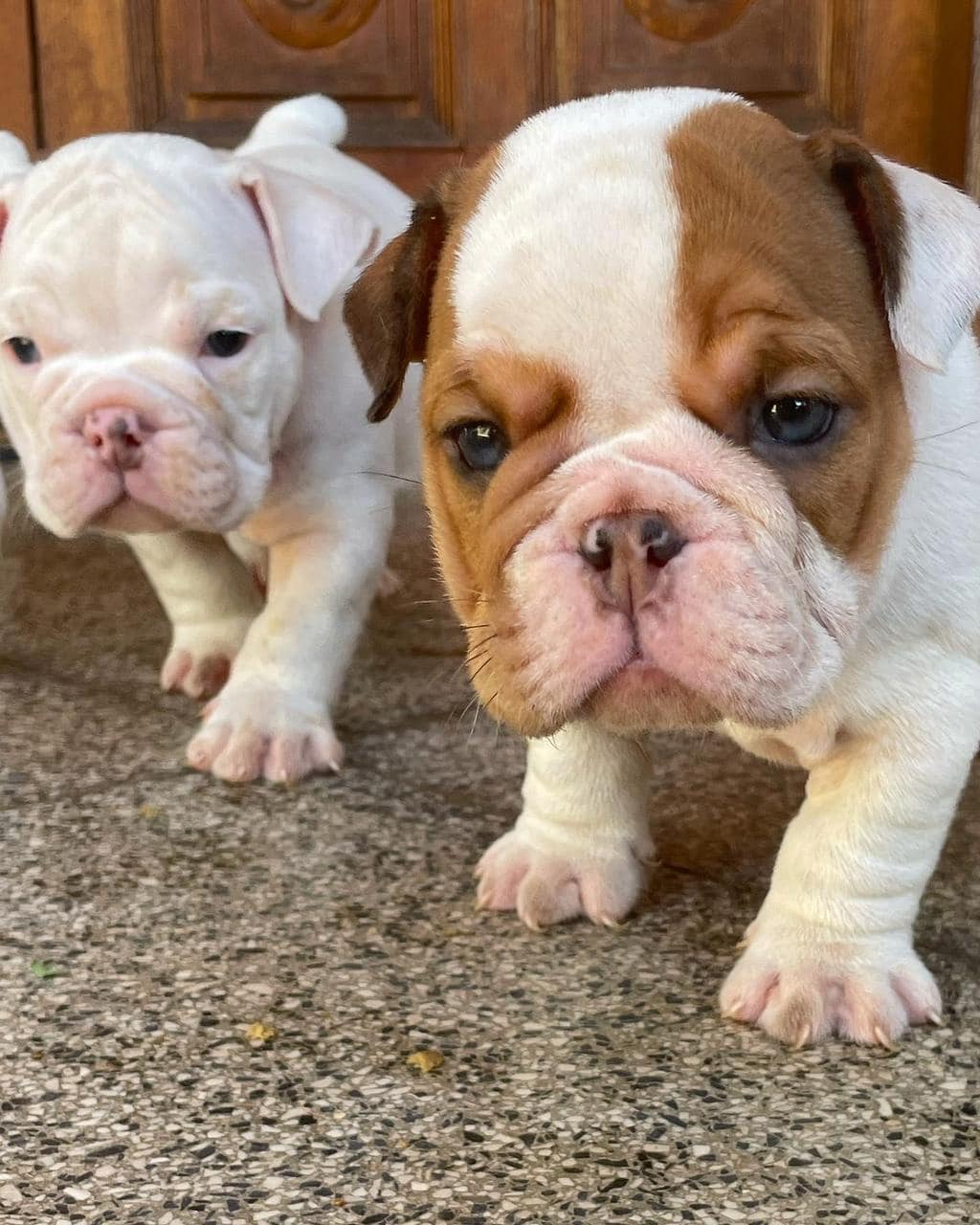 bulldog inglés