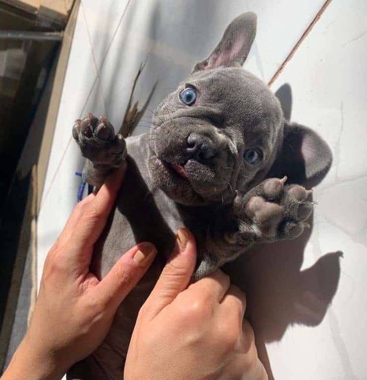 bulldog francés hembra blue