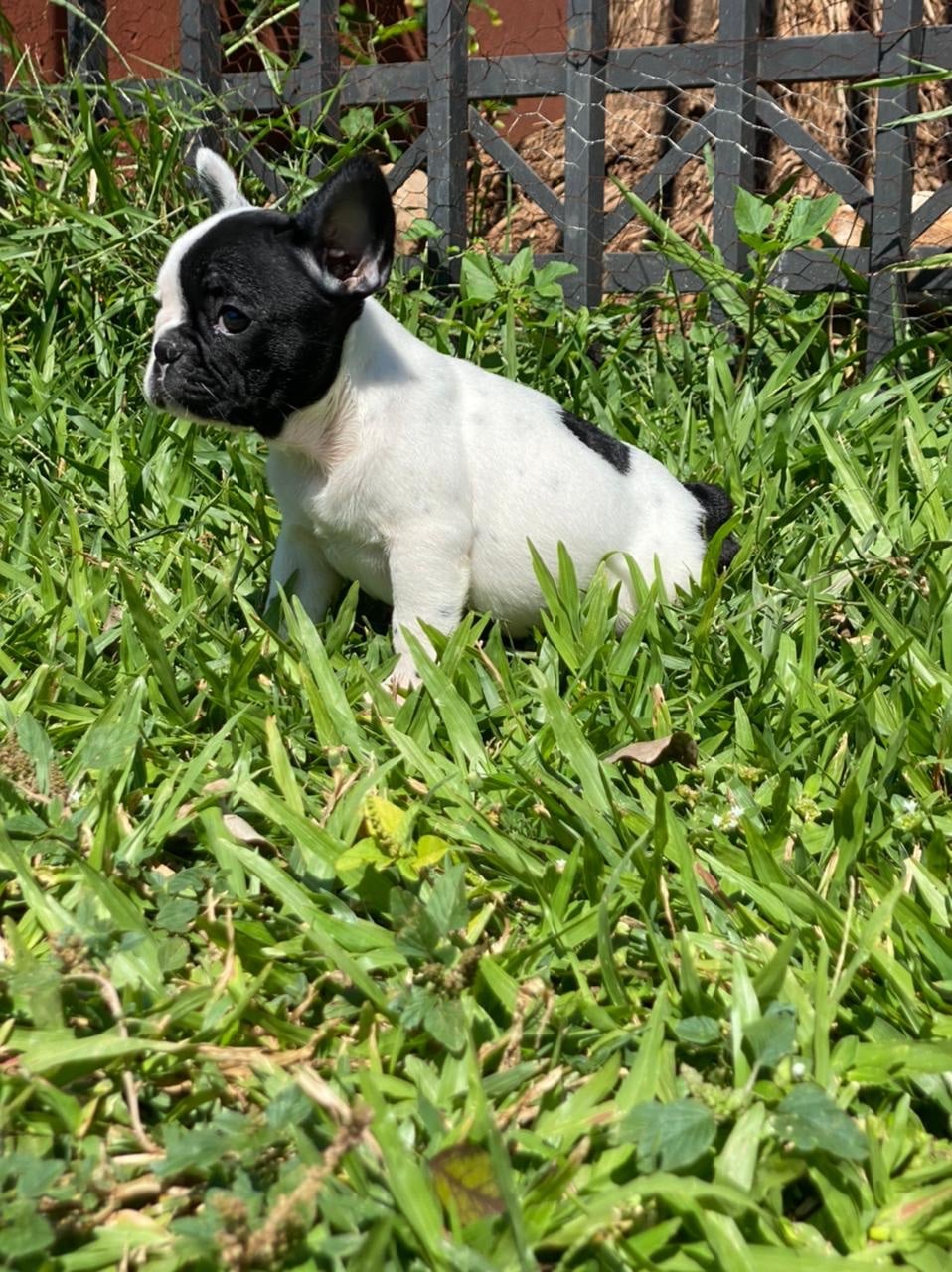 bulldog francés