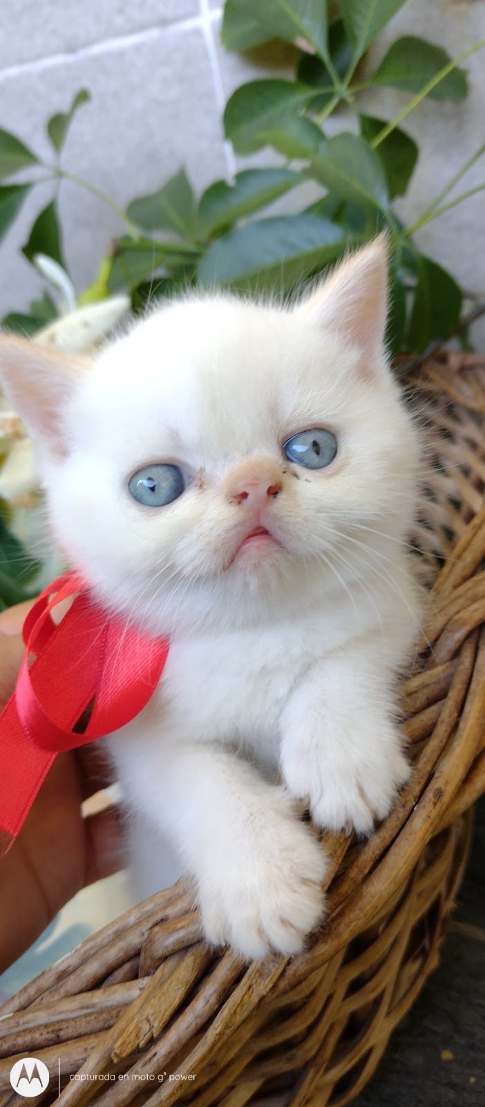 gato persa