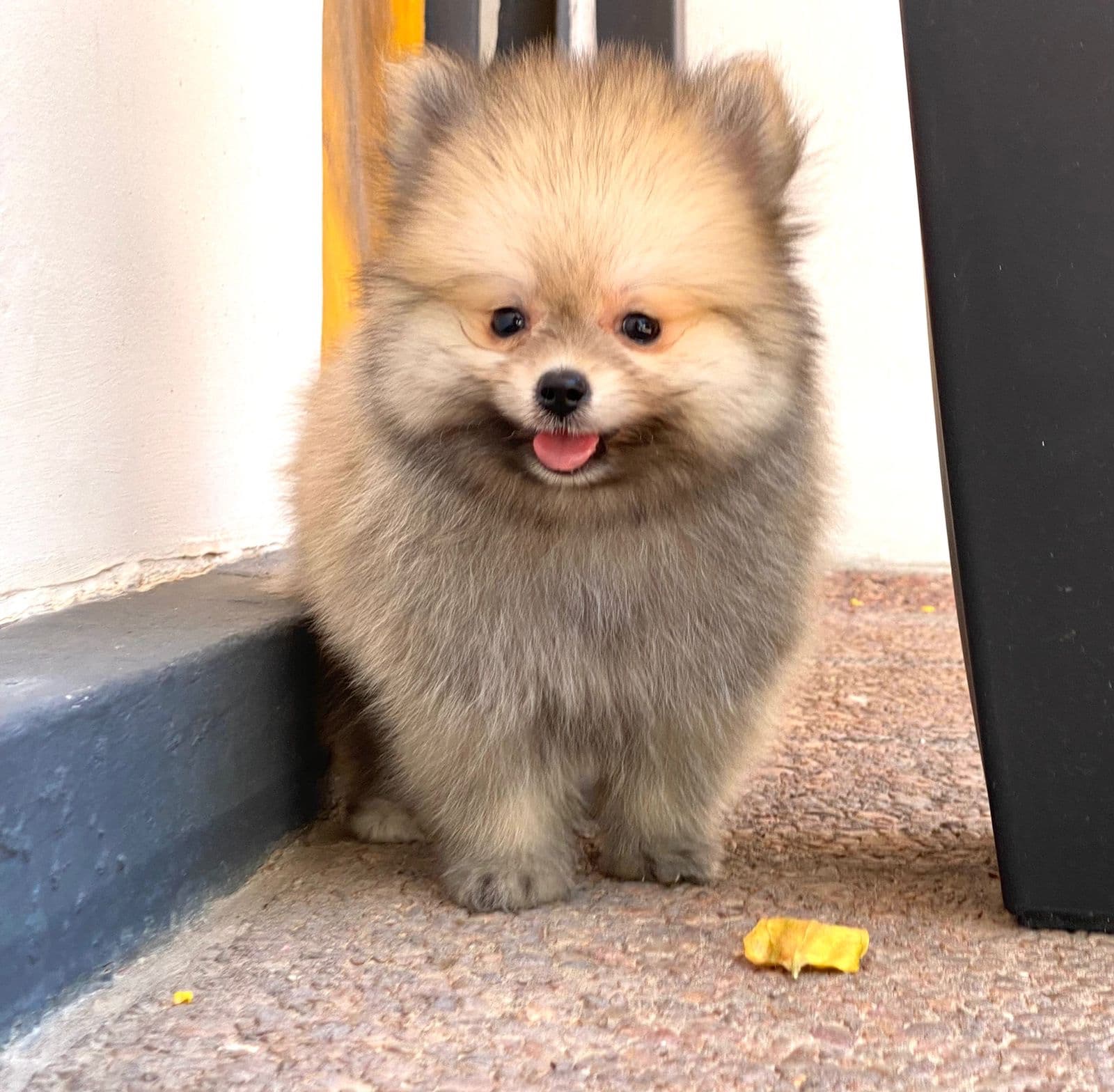 lulu de pomerania