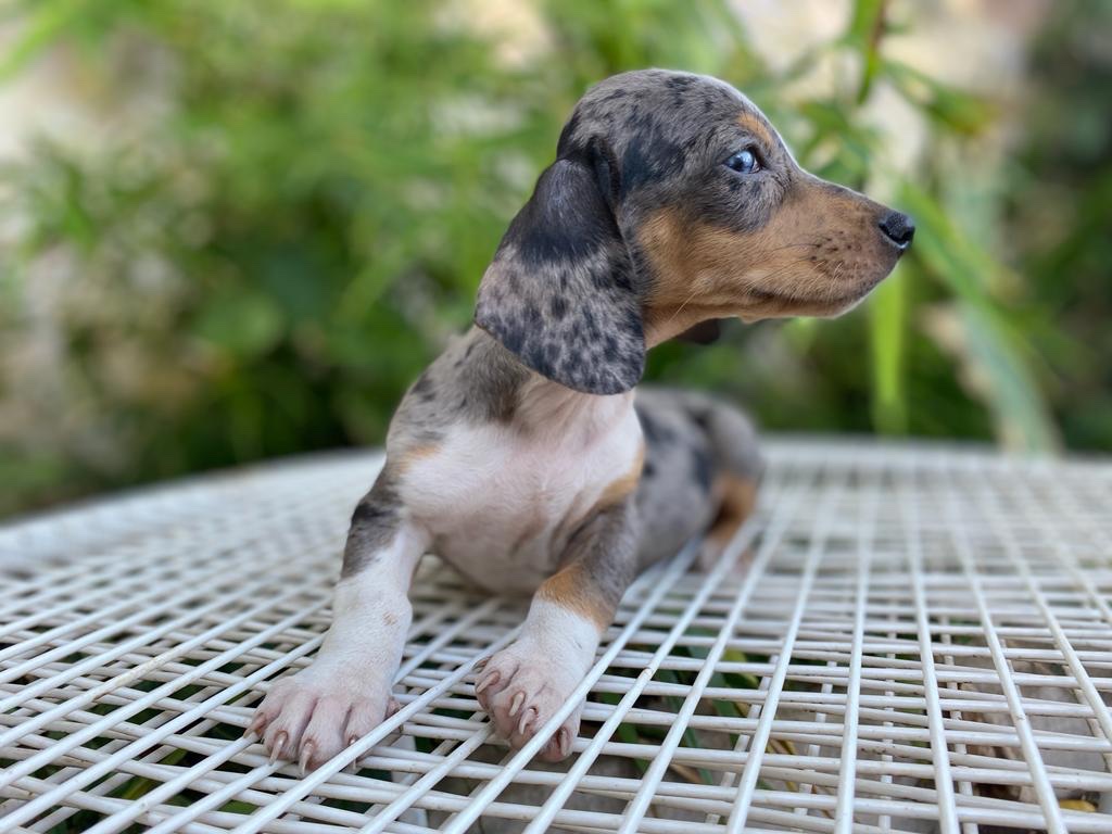 teckel arlequin macho