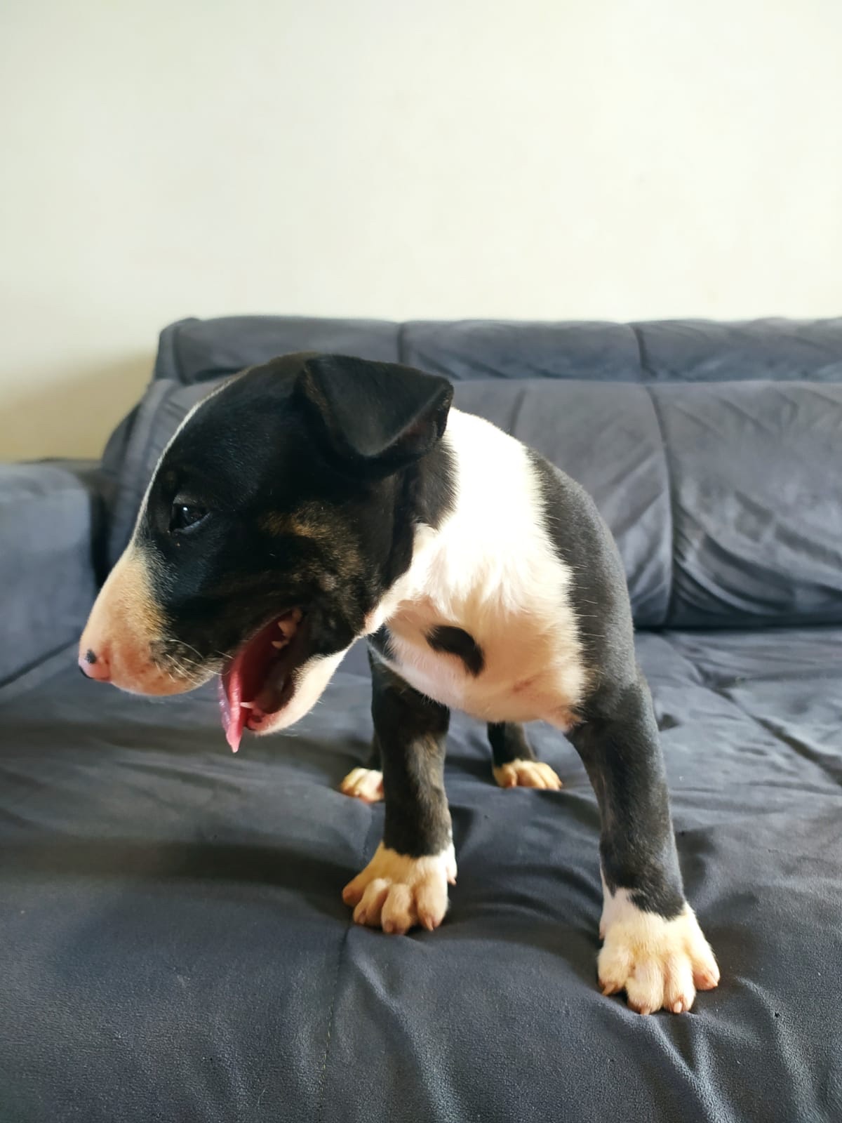 bull terrier machos