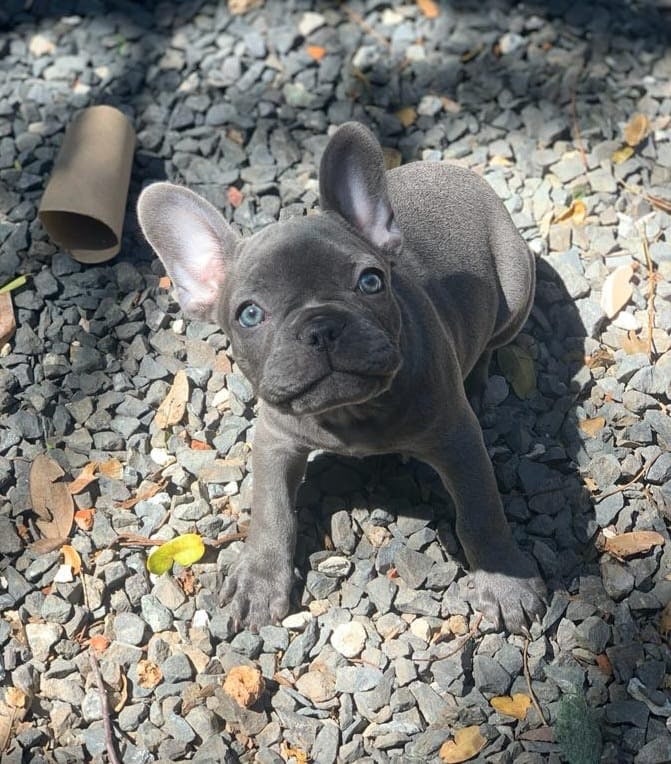 bulldog francés hembra blue