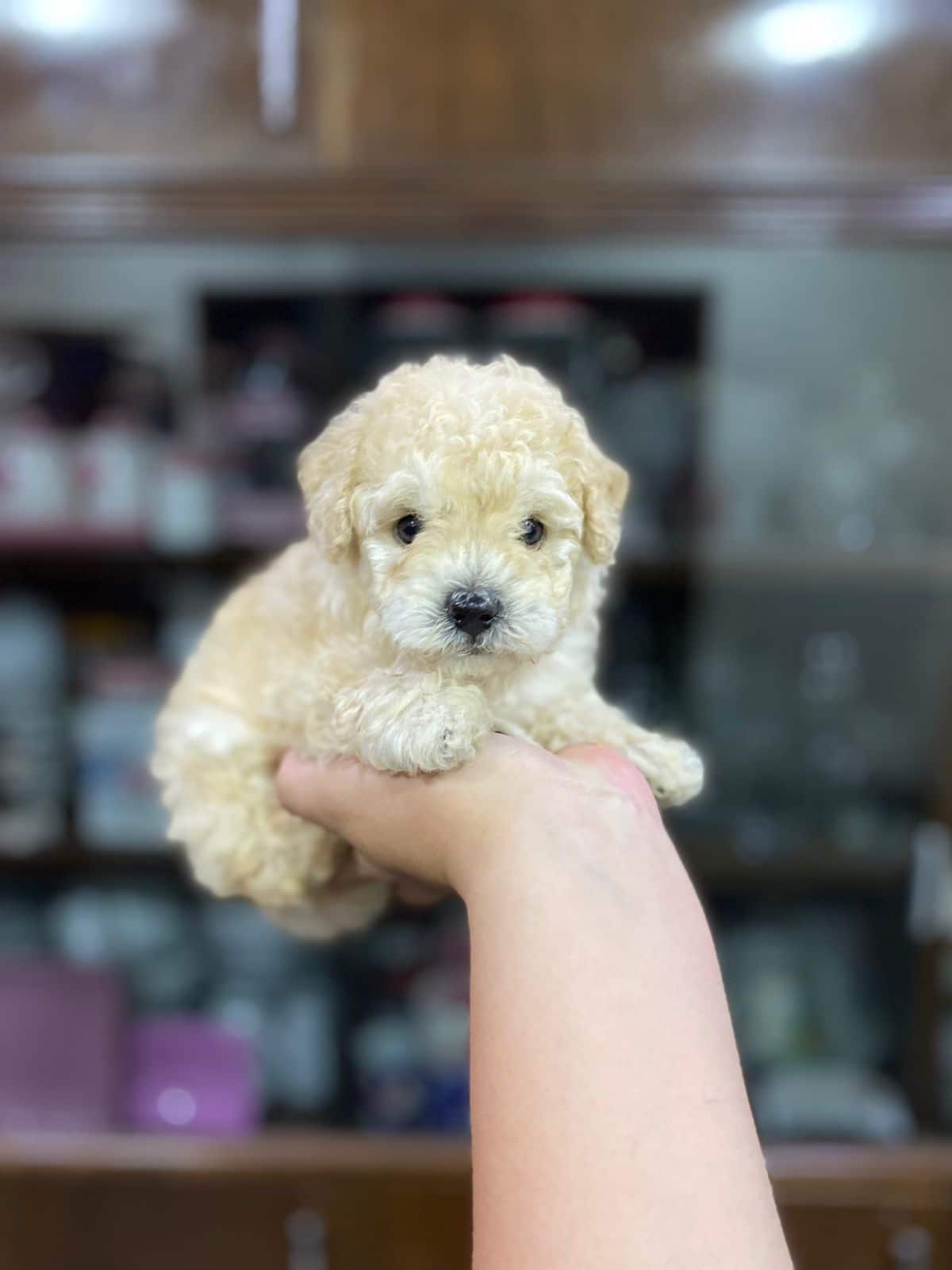 caniche toy mini