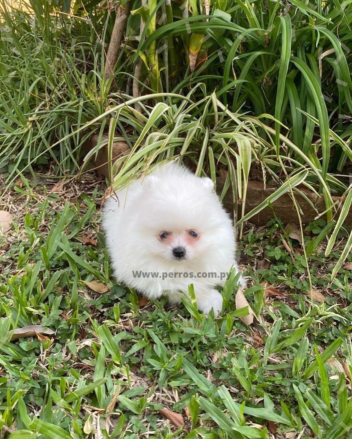 lulú de pomerania hembra blanca