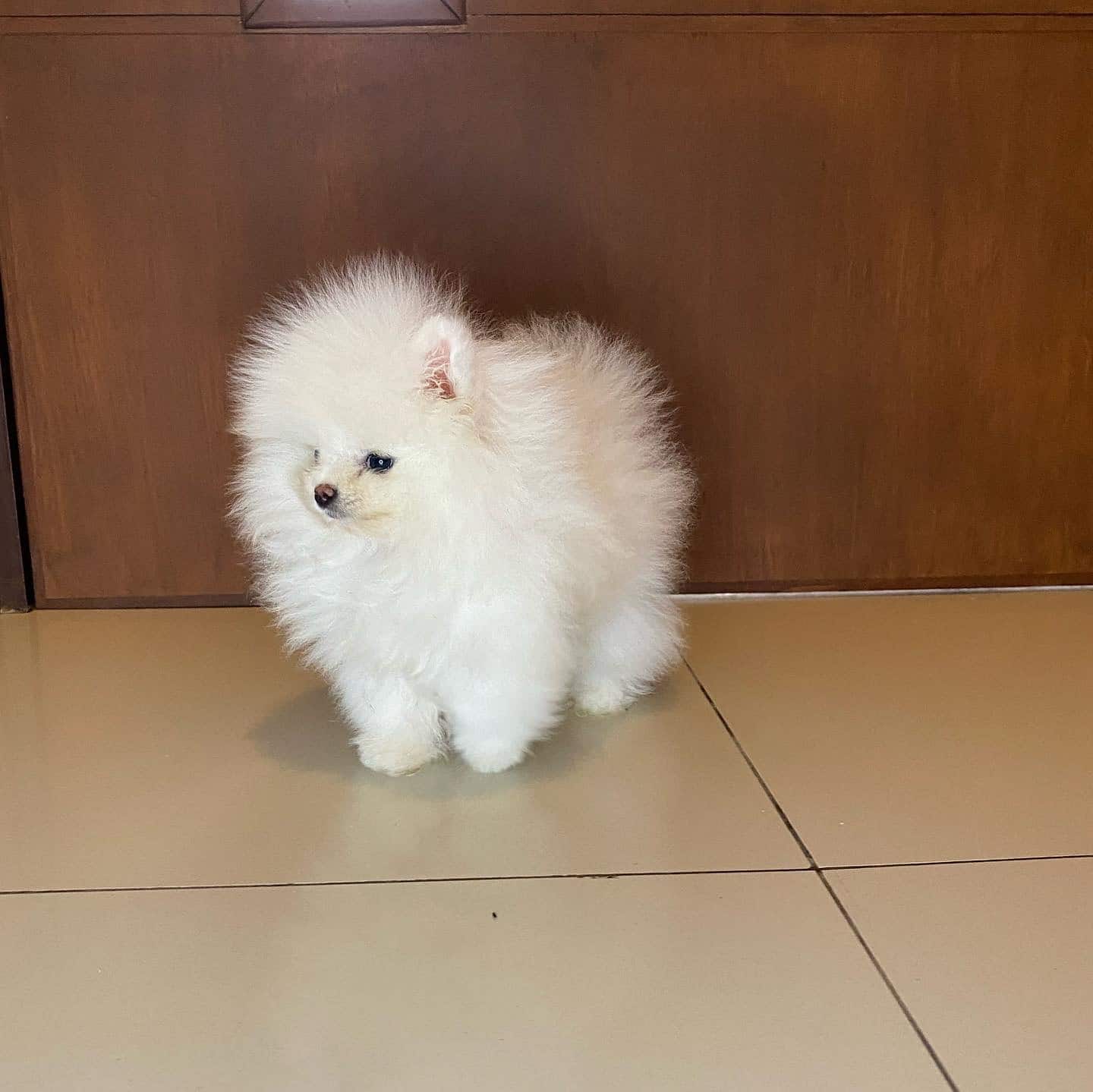 lulu de pomerania mini