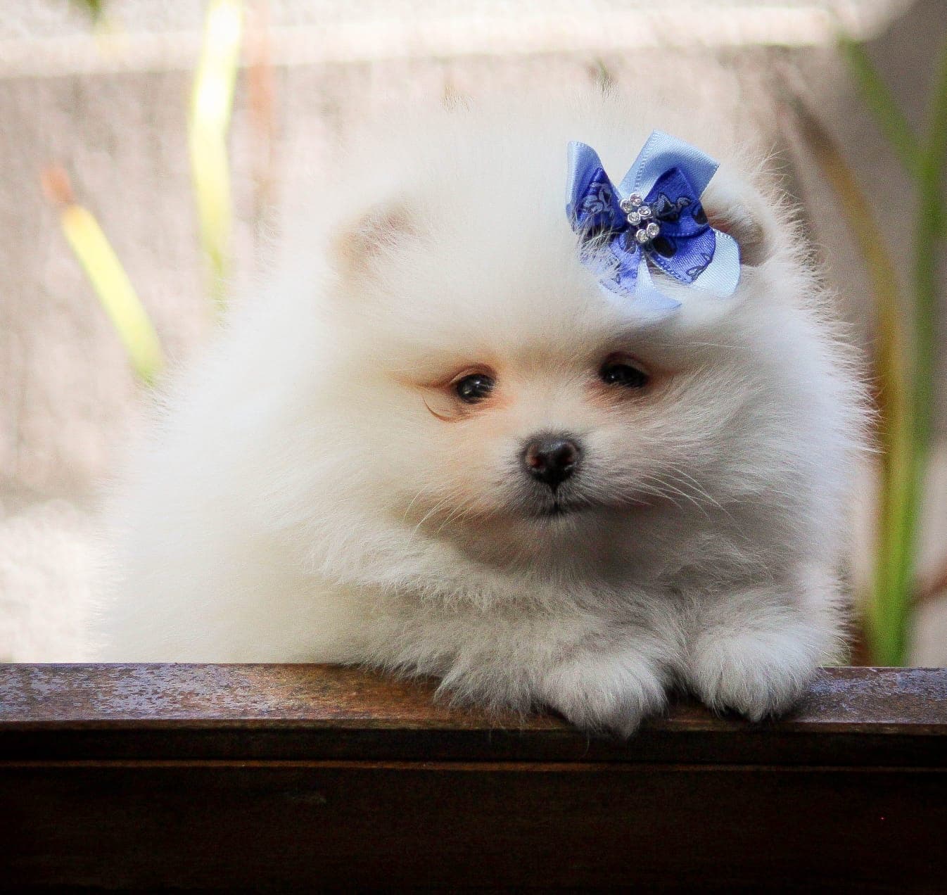 lulu de pomerania