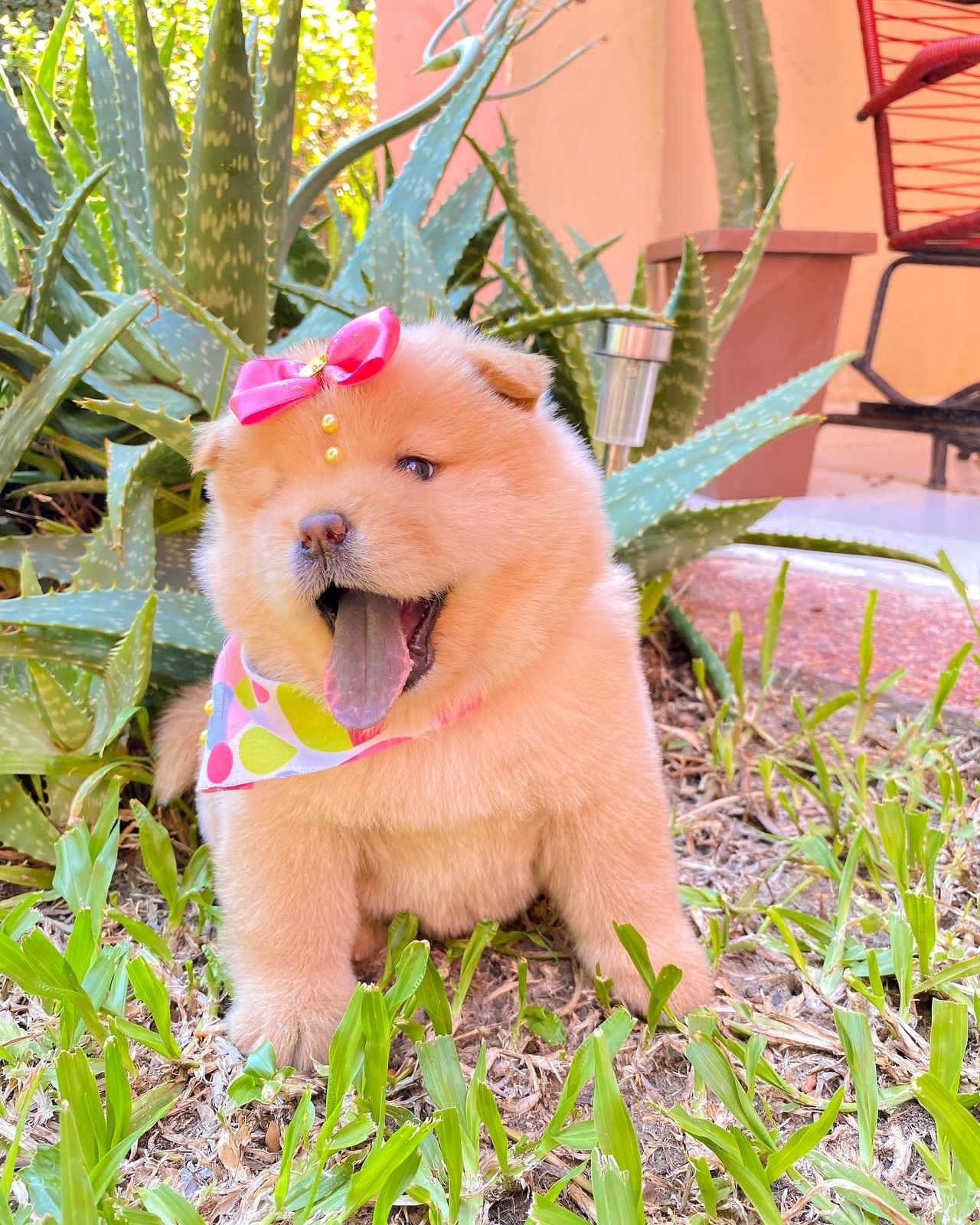 chow chow