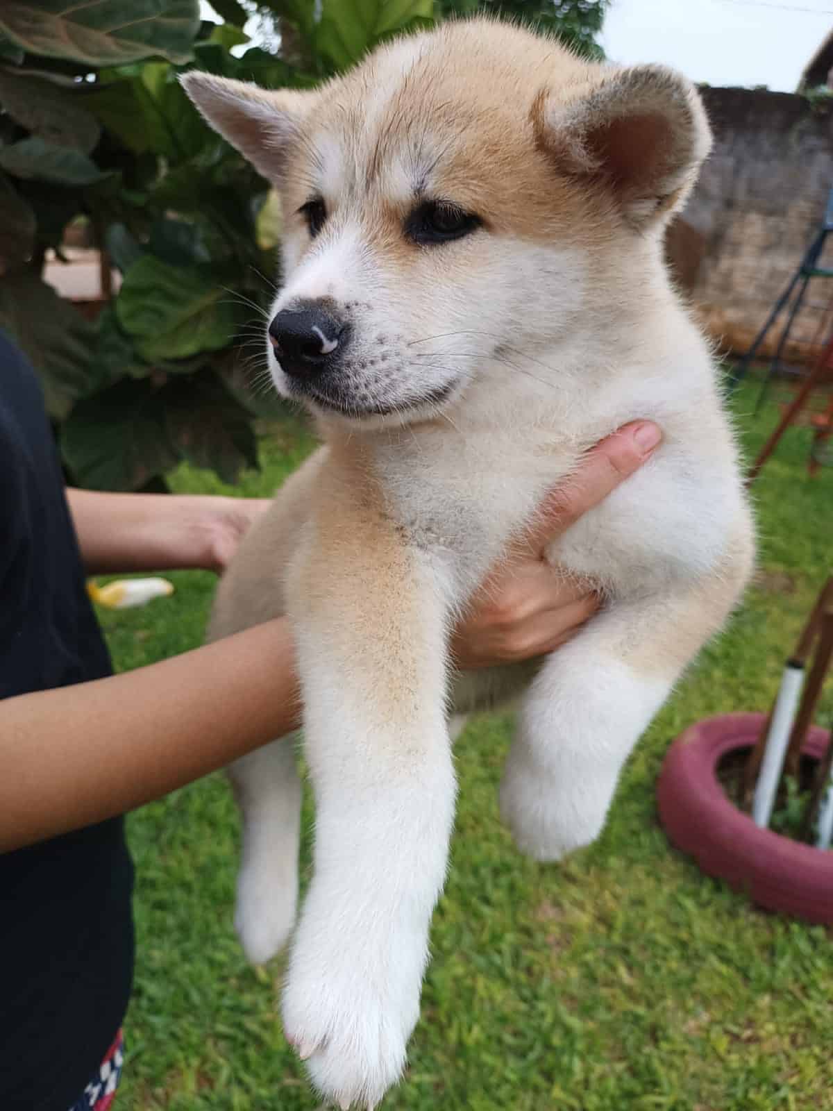 akita inu rojo macho