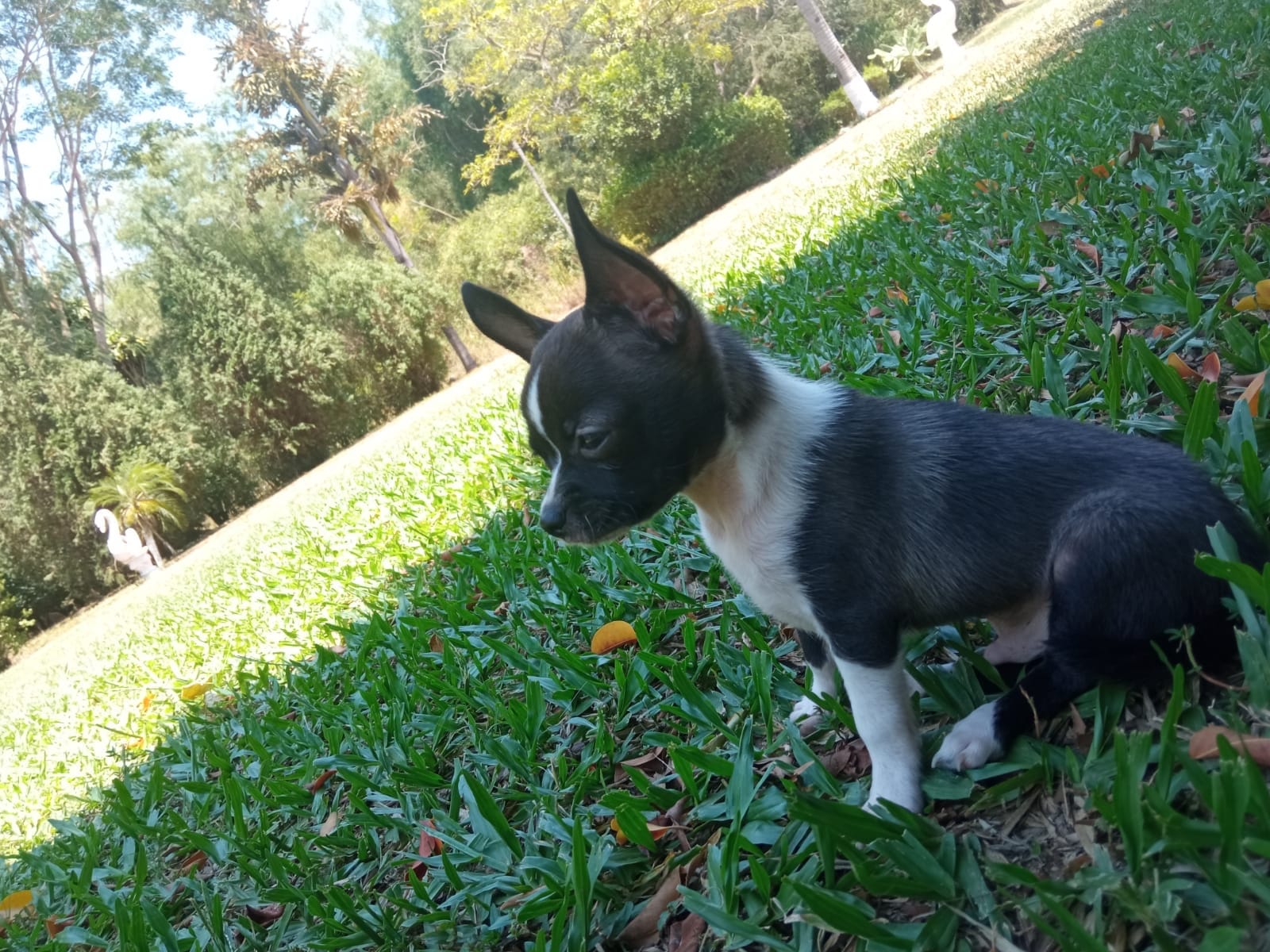 chihuahua macho y hembra