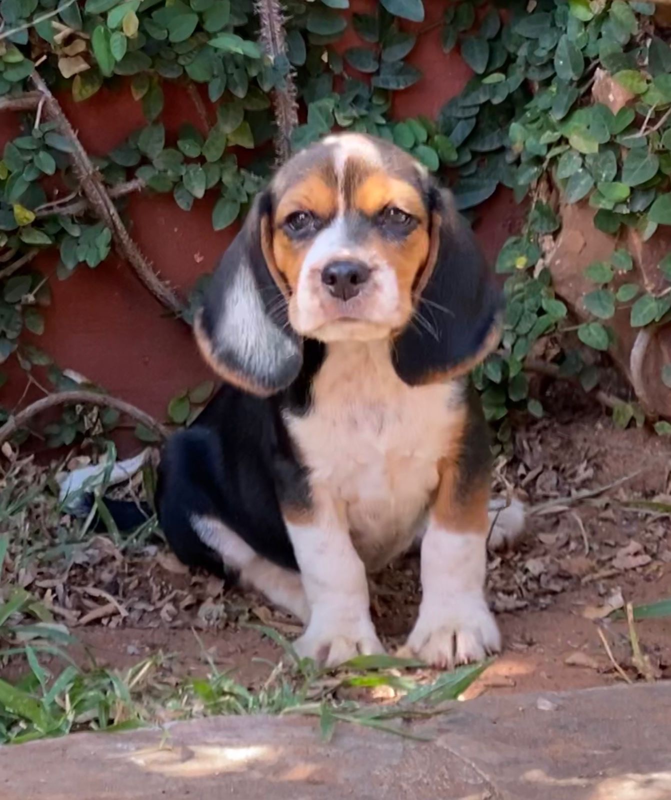 beagle machos/hembras