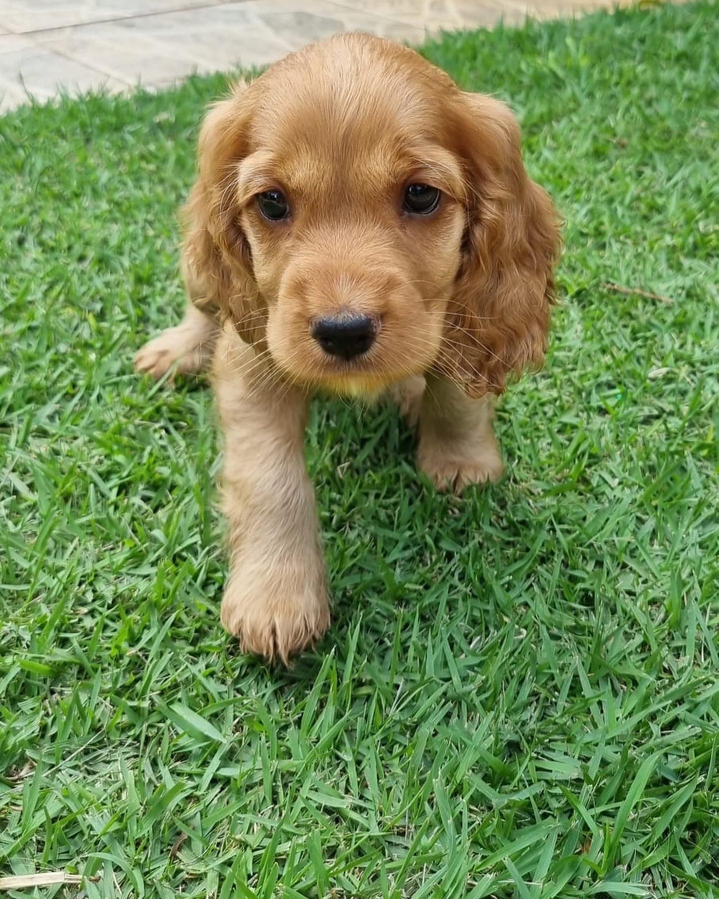 cocker macho y hembra