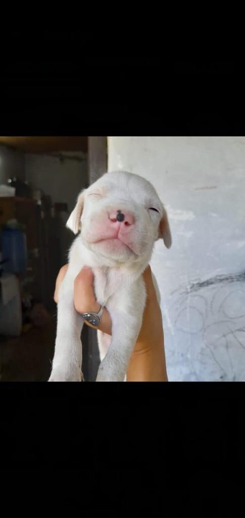 dogo argentino machos y hembras