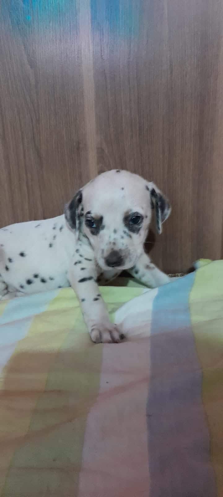 dalmata machos y hembras